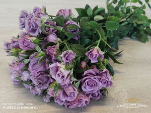 ROSE BLACK PEARL 50